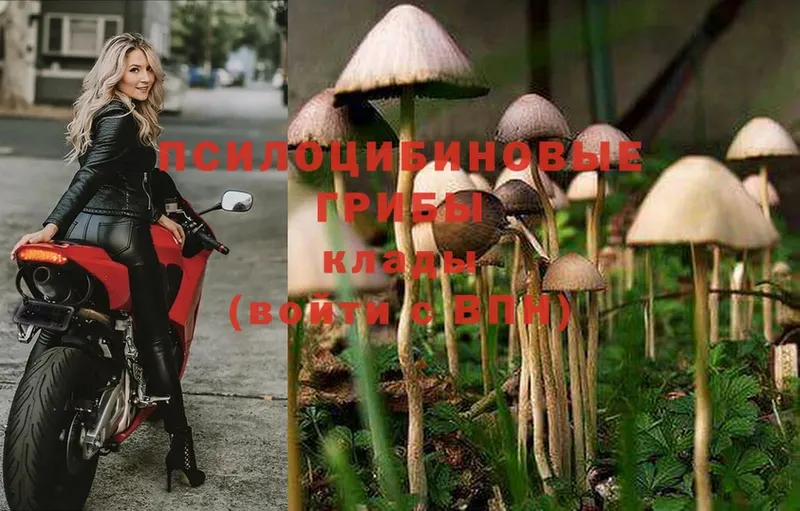 Псилоцибиновые грибы Psilocybine cubensis  Грайворон 